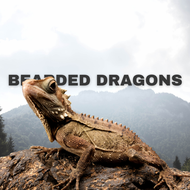 Bearded dragons - beardeddragonsociety