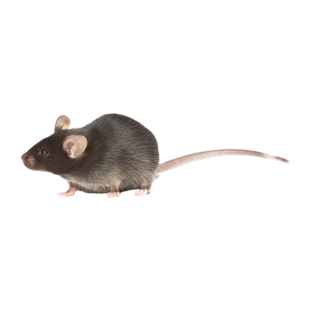 Adult Mice 