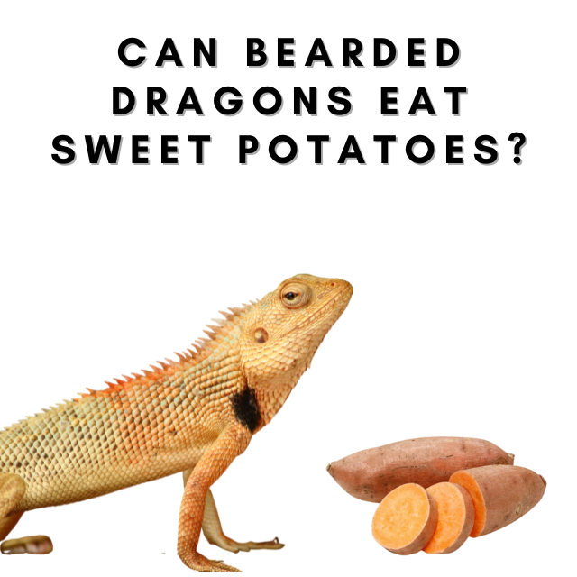Can Bearded dragons eat sweet potatoes