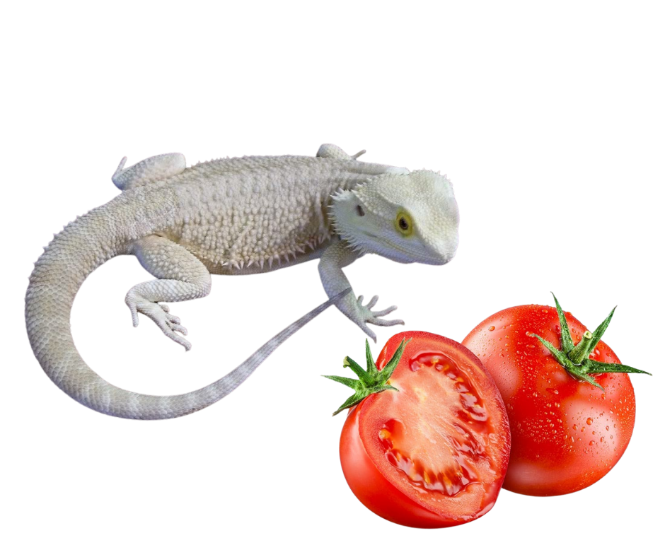 Can bearded dragons eat tomatoes?