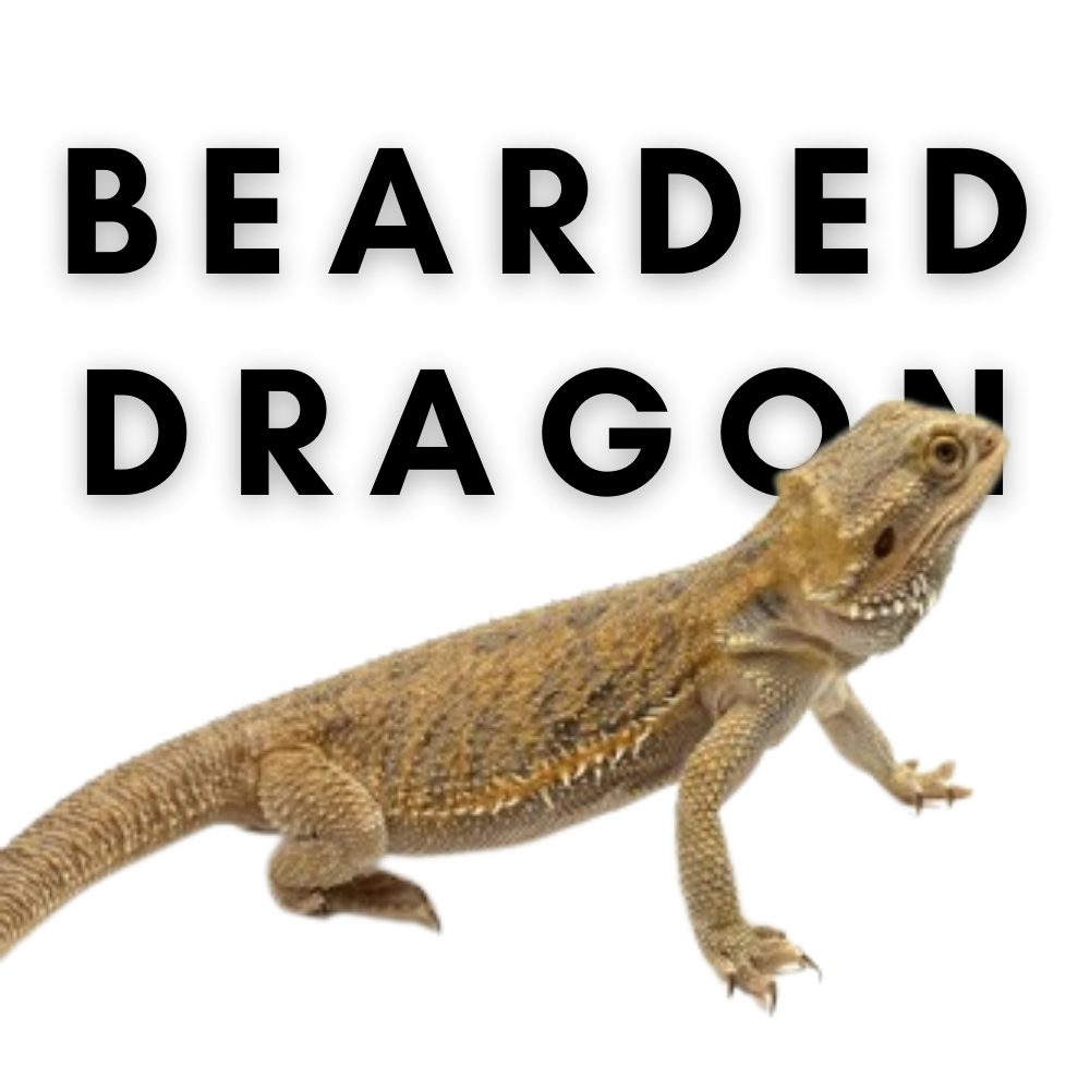 Can bearded dragons eat cicadas?