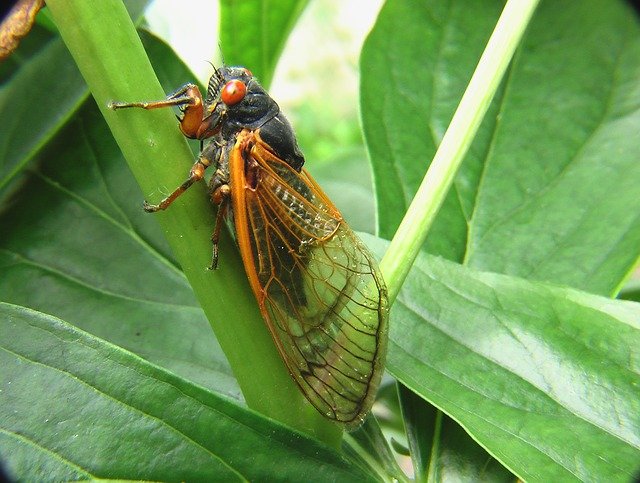 Can a baby bearded dragon eat cicadas