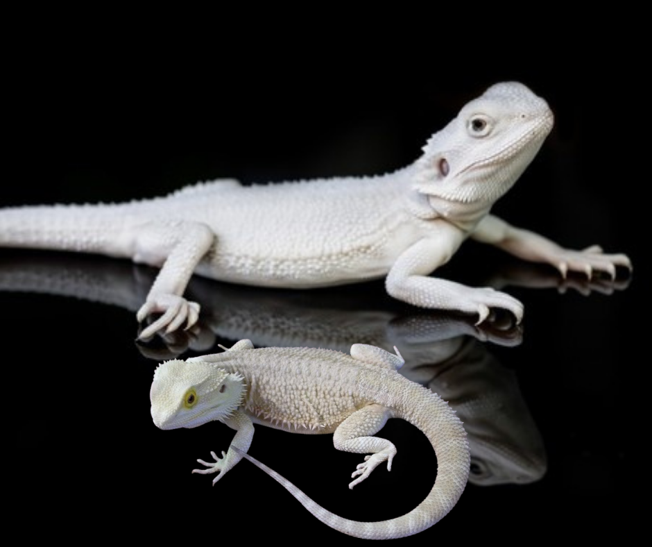 All about witblits bearded dragon