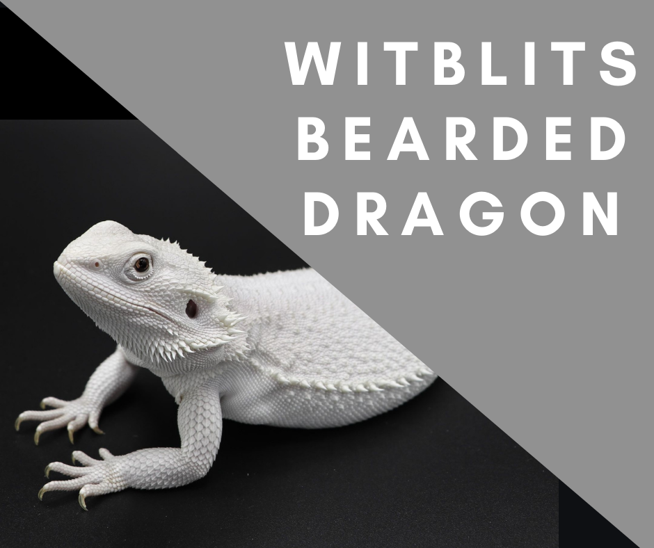 All about witblits bearded dragon