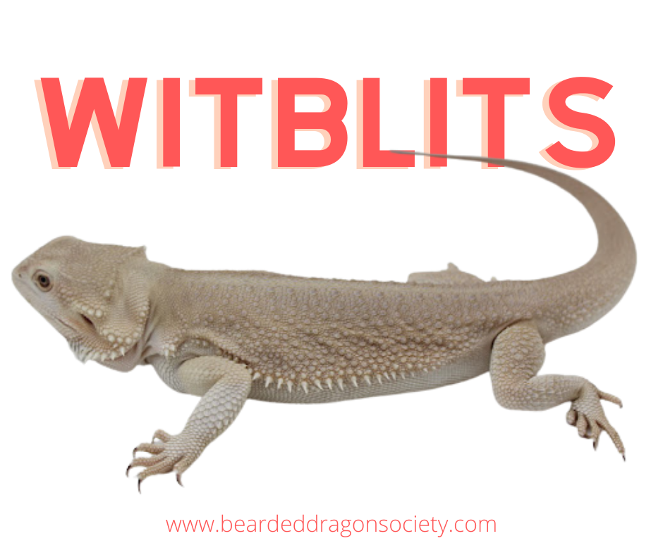 witblits-bearded-dragon