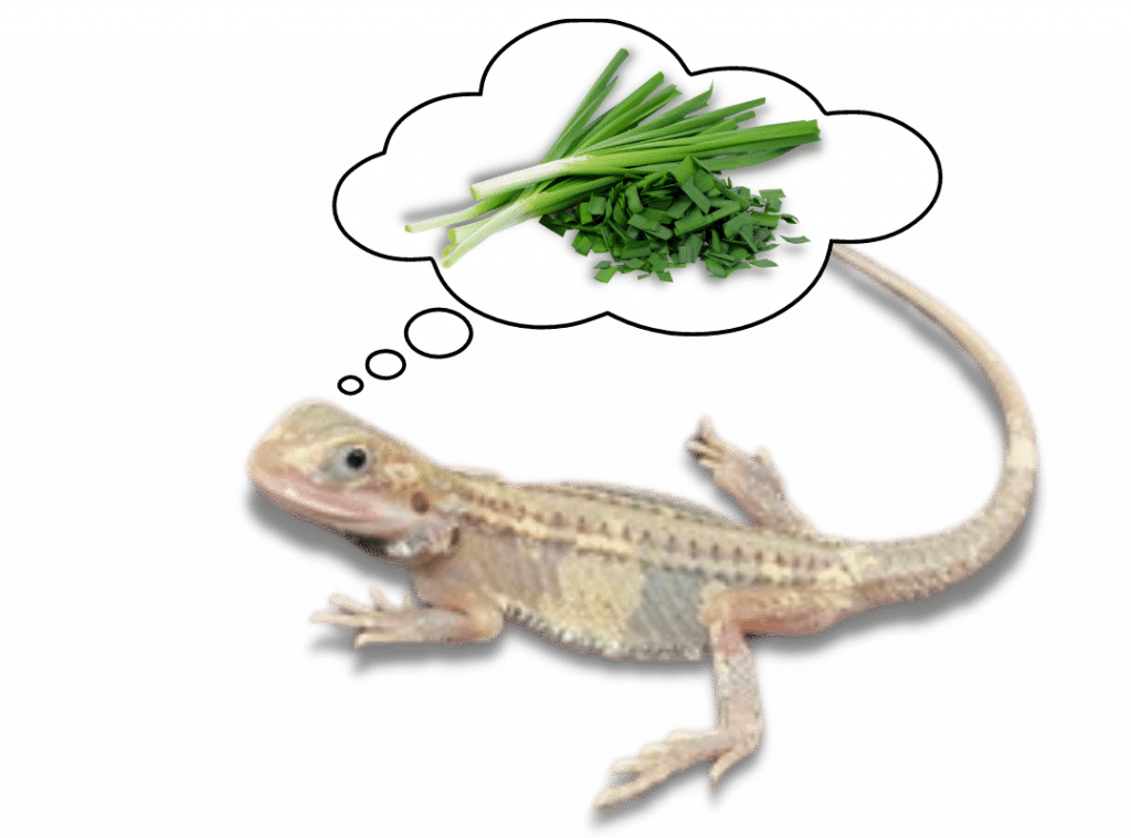 Can Bearded Dragons Eat Chives