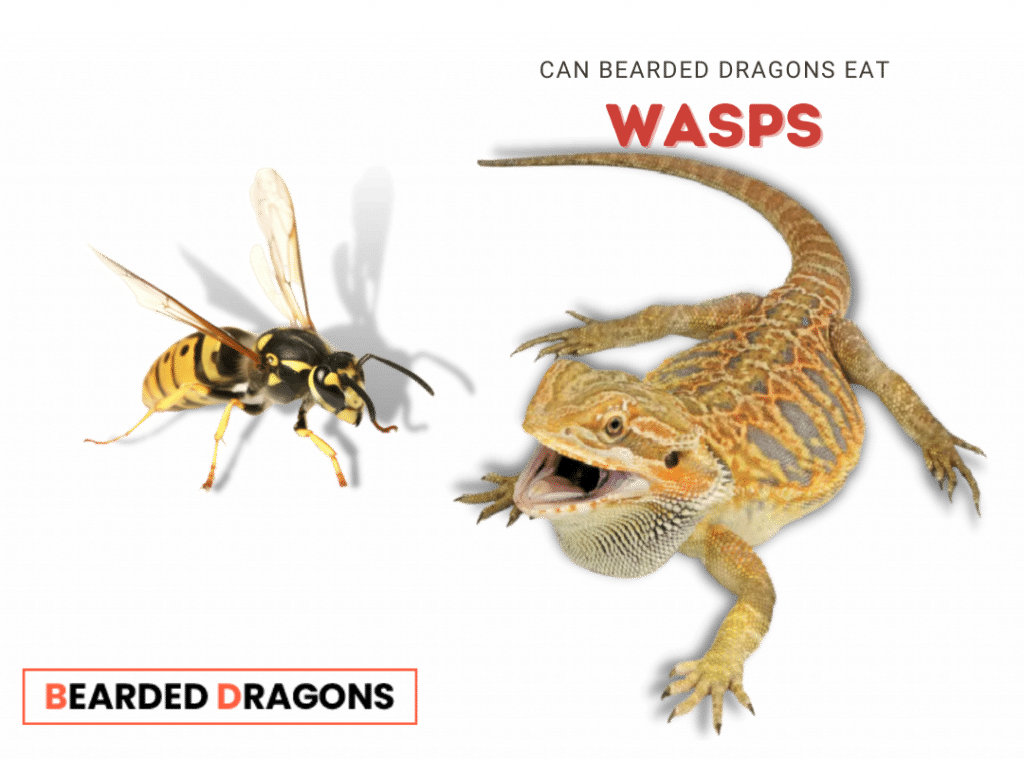 Can bearded Dragons eat Wasps