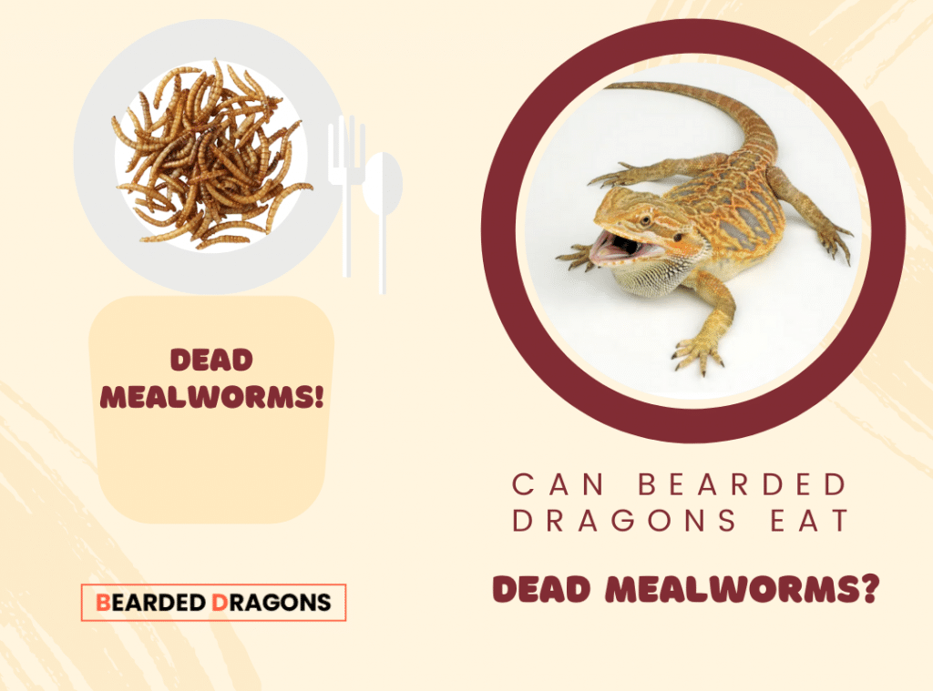 Can bearded Dragons eat dead mealworms?