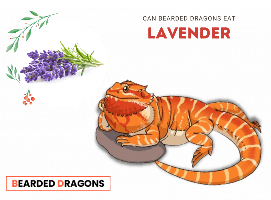 Can Bearded Dragons Eat Lavender?