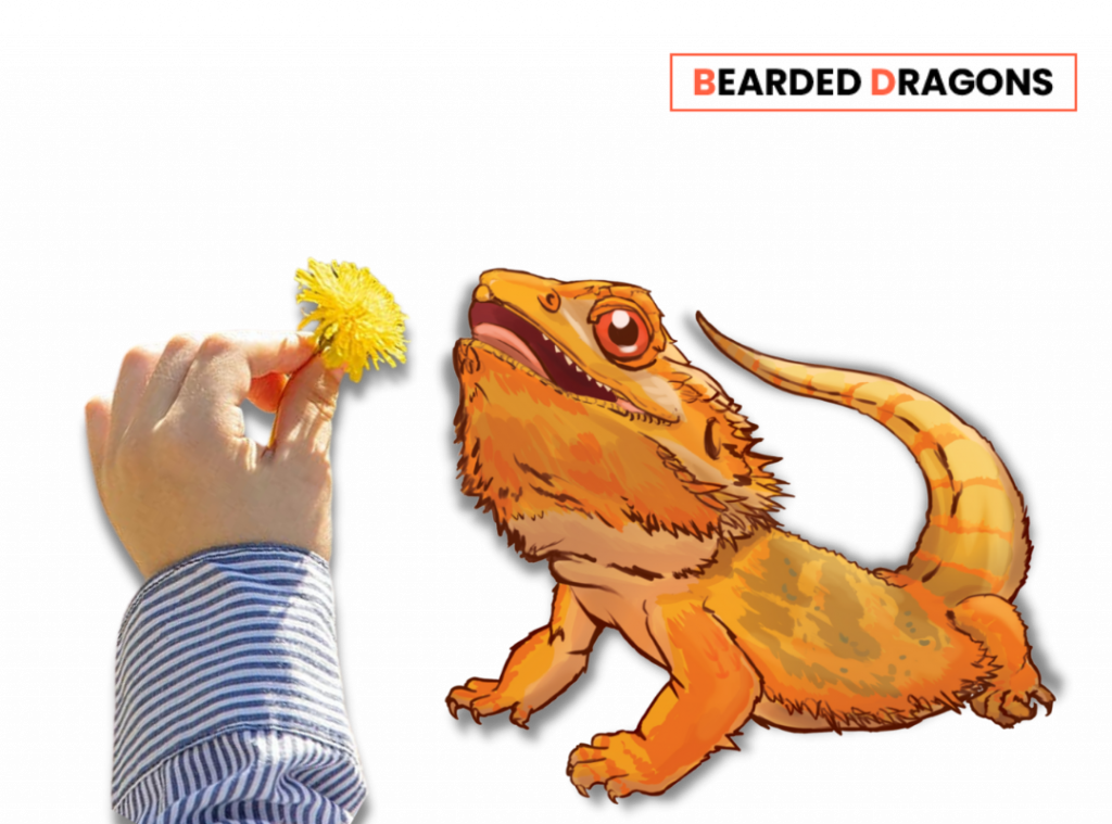 What kind of flowers can bearded Dragons eat