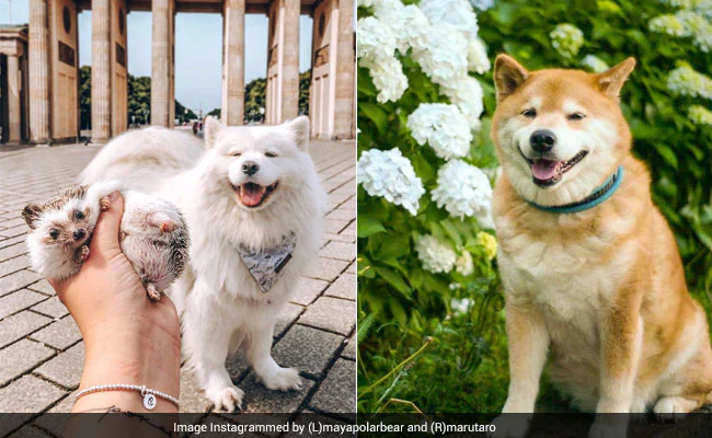 Make Your Pet Instagram Famous through Comments